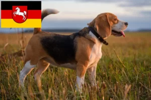 Read more about the article Beagleopdrættere og hvalpe i Niedersachsen