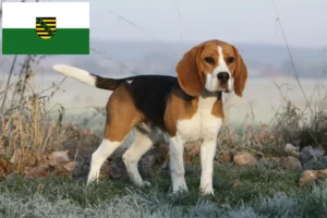 Read more about the article Beagle-opdrættere og hvalpe i Sachsen