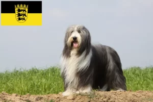 Read more about the article Bearded Collie opdrættere og hvalpe i Baden-Württemberg