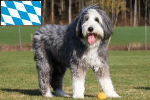 Read more about the article Bearded Collie opdrættere og hvalpe i Bayern