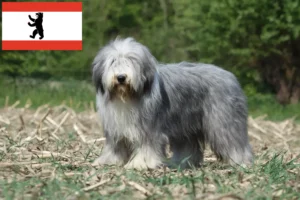 Read more about the article Bearded Collie opdrættere og hvalpe i Berlin