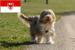 Read more about the article Bearded Collie opdrættere og hvalpe i Brandenburg