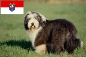 Read more about the article Bearded Collie opdrættere og hvalpe i Hessen