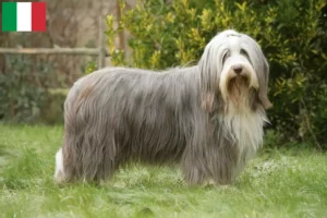 Read more about the article Bearded Collie opdrættere og hvalpe i Italien