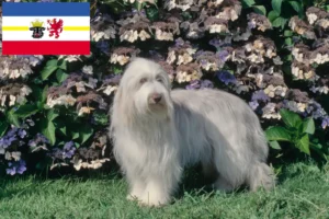 Read more about the article Bearded Collie opdrættere og hvalpe i Mecklenburg-Vorpommern