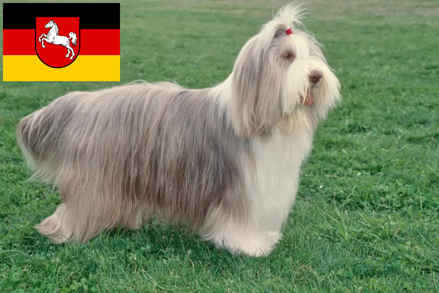 Bearded Collie hvalpe og opdrættere Niedersachsen Her kan du finde Bearded Collies-opdrættere i Niedersachsen.
