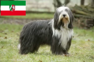 Read more about the article Bearded Collie opdrættere og hvalpe i Nordrhein-Westfalen