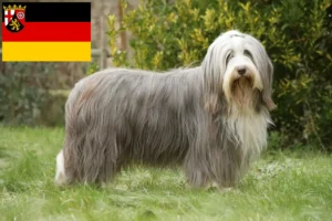 Read more about the article Bearded Collie opdrættere og hvalpe i Rheinland-Pfalz