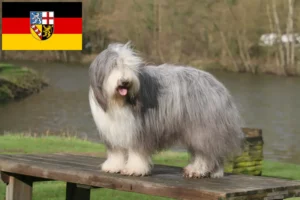 Read more about the article Bearded Collie opdrættere og hvalpe i Saarland