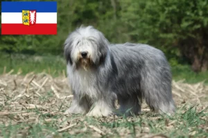 Read more about the article Bearded Collie opdrættere og hvalpe i Schleswig-Holstein