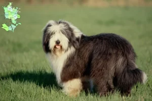 Read more about the article Bearded Collie opdrættere og hvalpe på Sjælland