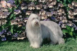 Read more about the article Bearded Collie opdrættere og hvalpe i Syddanmark