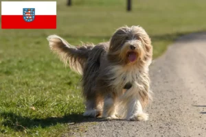 Read more about the article Bearded Collie opdrættere og hvalpe i Thüringen