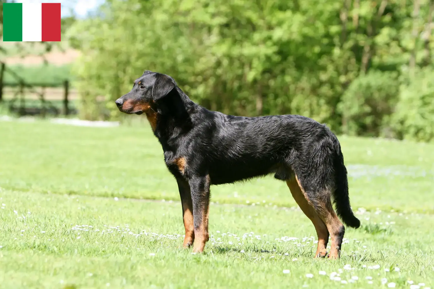 Read more about the article Beauceron-opdrættere og hvalpe i Italien