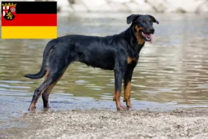 Read more about the article Beauceron-opdrættere og hvalpe i Rheinland-Pfalz