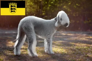 Read more about the article Bedlington Terrier opdrættere og hvalpe i Baden-Württemberg