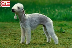 Read more about the article Bedlington Terrier opdrættere og hvalpe i Bremen