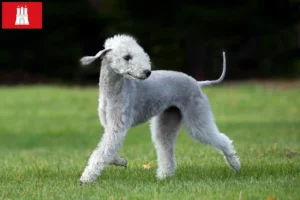 Read more about the article Bedlington Terrier opdrættere og hvalpe i Hamborg
