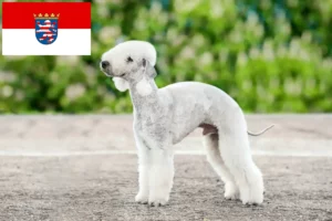 Read more about the article Bedlington Terrier opdrættere og hvalpe i Hessen