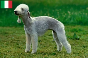 Read more about the article Bedlington Terrier opdrættere og hvalpe i Italien