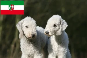 Read more about the article Bedlington Terrier opdrættere og hvalpe i Nordrhein-Westfalen