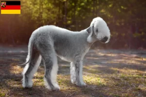 Read more about the article Bedlington Terrier opdrættere og hvalpe i Rheinland-Pfalz