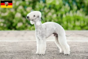 Read more about the article Bedlington Terrier opdrættere og hvalpe i Saarland