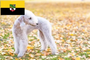 Read more about the article Bedlington Terrier opdrættere og hvalpe i Sachsen-Anhalt
