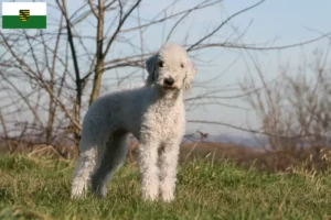 Read more about the article Bedlington Terrier opdrættere og hvalpe i Sachsen