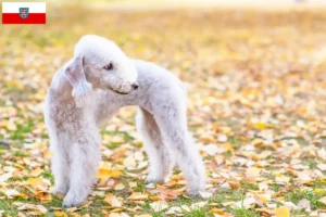 Read more about the article Bedlington Terrier opdrættere og hvalpe i Thüringen