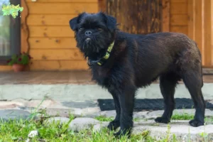 Read more about the article Belgisk Dværg Griffon opdrætter og hvalpe i Midtjylland