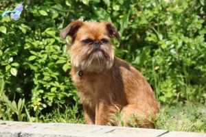 Read more about the article Belgisk Dværg Griffon opdrætter og hvalpe i Nordjylland