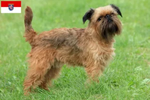 Read more about the article Belgisk Dværg Griffon opdrætter og hvalpe i Hessen