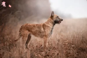 Read more about the article Belgisk hyrdehundeopdrætter og hvalpe i Hovedstaden