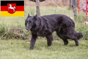 Read more about the article Belgisk hyrdehundeopdrætter og hvalpe i Niedersachsen