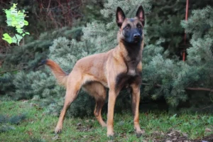 Read more about the article Belgisk hyrdehundeopdrætter og hvalpe på Sjælland