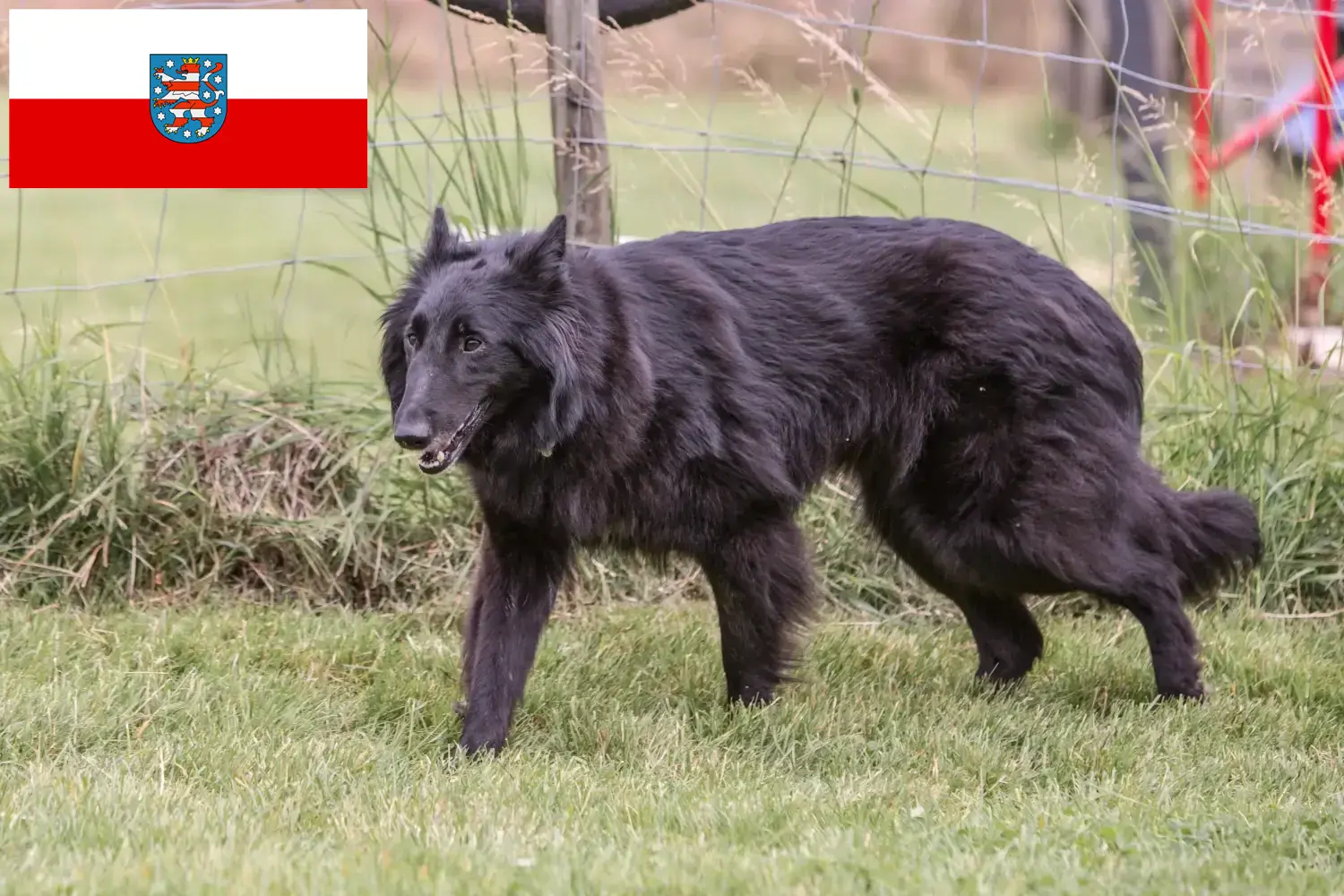 Belgisk hyrdehundehvalpe og opdrættere Thüringen Her kan du finde opdrættere af belgiske hyrdehunde i Thüringen.