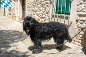 Read more about the article Bergamasker hyrdehundeopdrætter og hvalpe i Bayern