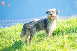 Read more about the article Bergamasker Hyrdehund Opdrætter og hvalpe i Hovedstaden