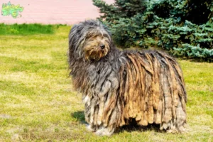Read more about the article Bergamasker Hyrdehund Opdrætter og hvalpe i Midtjylland