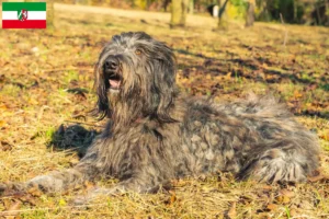 Read more about the article Bergamasker hyrdehundeopdrætter og hvalpe i Nordrhein-Westfalen