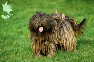 Read more about the article Bergamasker Hyrdehund Opdrætter og hvalpe i Sjælland
