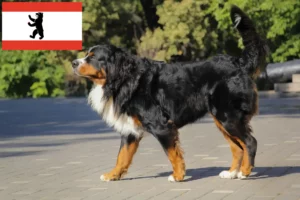 Read more about the article Berner Sennenhunde opdrætter og hvalpe i Berlin