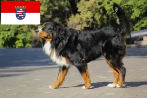 Read more about the article Berner Sennenhunde opdrætter og hvalpe i Hessen