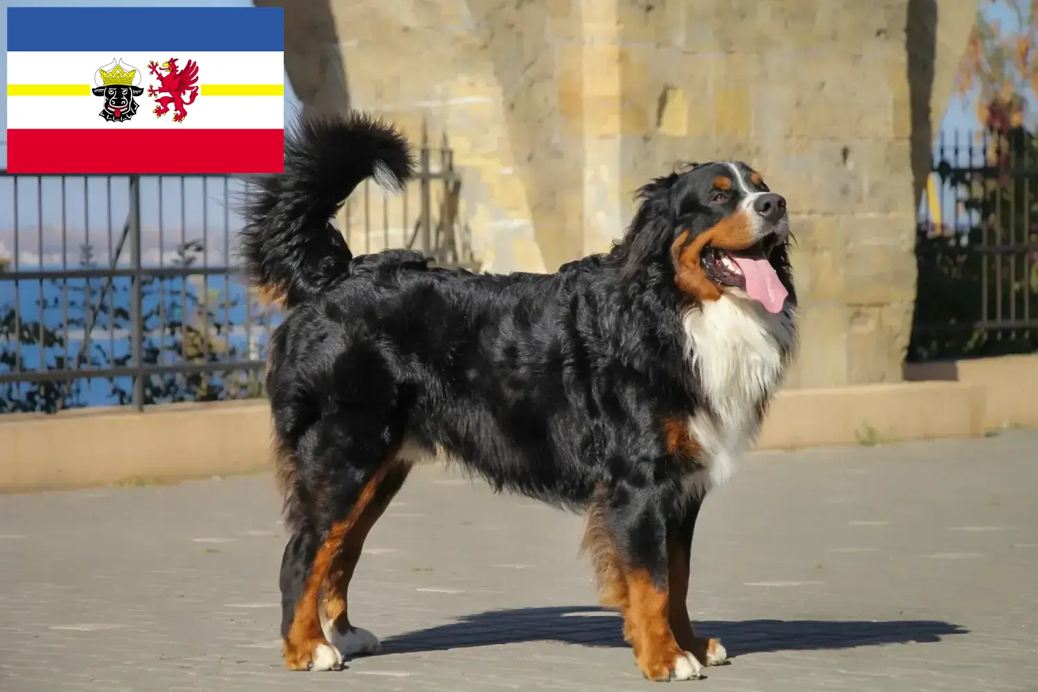 Berner Sennenhundehvalpe og opdrættere Mecklenburg-Vorpommern Her kan du finde berner sennenhundeopdrættere i Mecklenburg-Vorpommern.
