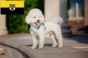 Read more about the article Bichon Frisé opdrættere og hvalpe i Sachsen-Anhalt
