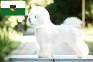 Read more about the article Bichon Frisé opdrættere og hvalpe i Sachsen