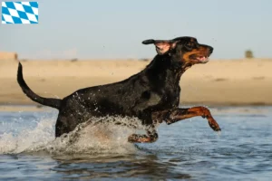 Read more about the article Black and Tan Coonhound opdrættere og hvalpe i Bayern