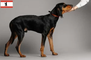 Read more about the article Black and Tan Coonhound opdrættere og hvalpe i Berlin