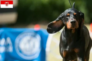 Read more about the article Black and Tan Coonhound opdrættere og hvalpe i Brandenburg